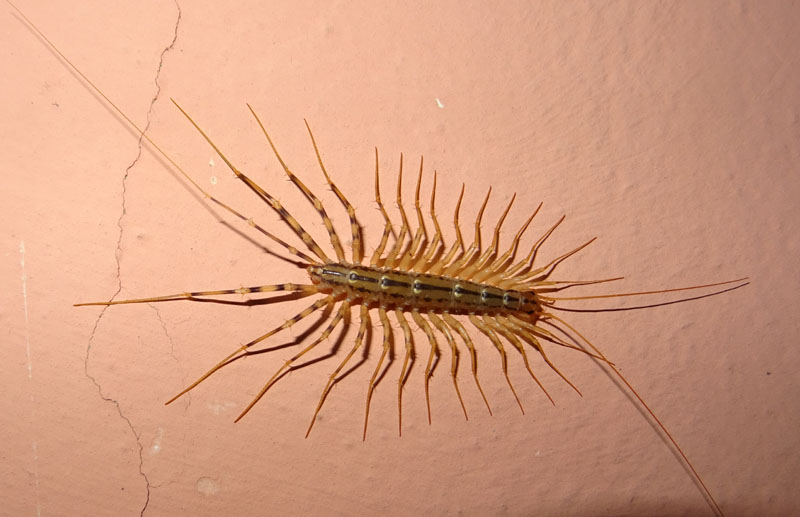 Scutigera coleoptrata - Scutigeridae